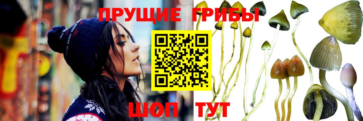 Галлюциногенные грибы Psilocybine cubensis Алатырь